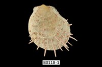 藏品(海菊蛤)的圖片